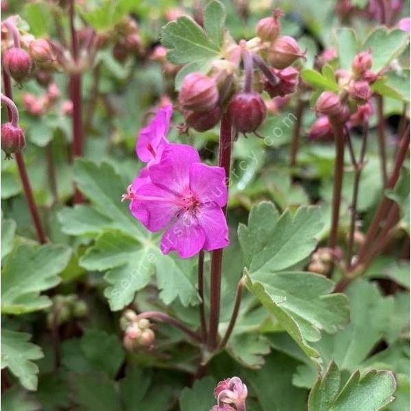 Geranium macrorrhizum 'Olympic Fire' - Géranium à gros rhizome Geranium macrorrhizum 'Olympic Fire' - Géranium à gros rhizome