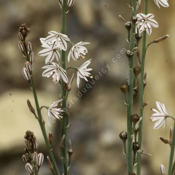 Asphodelus tenuifolius - Asphodèle à feuilles tenues