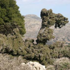 Olea europaea var. sylvestris - Oléastre