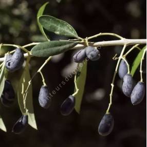 Olea europaea var. sylvestris - Oléastre