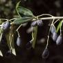 Olea europaea var. sylvestris - Oléastre