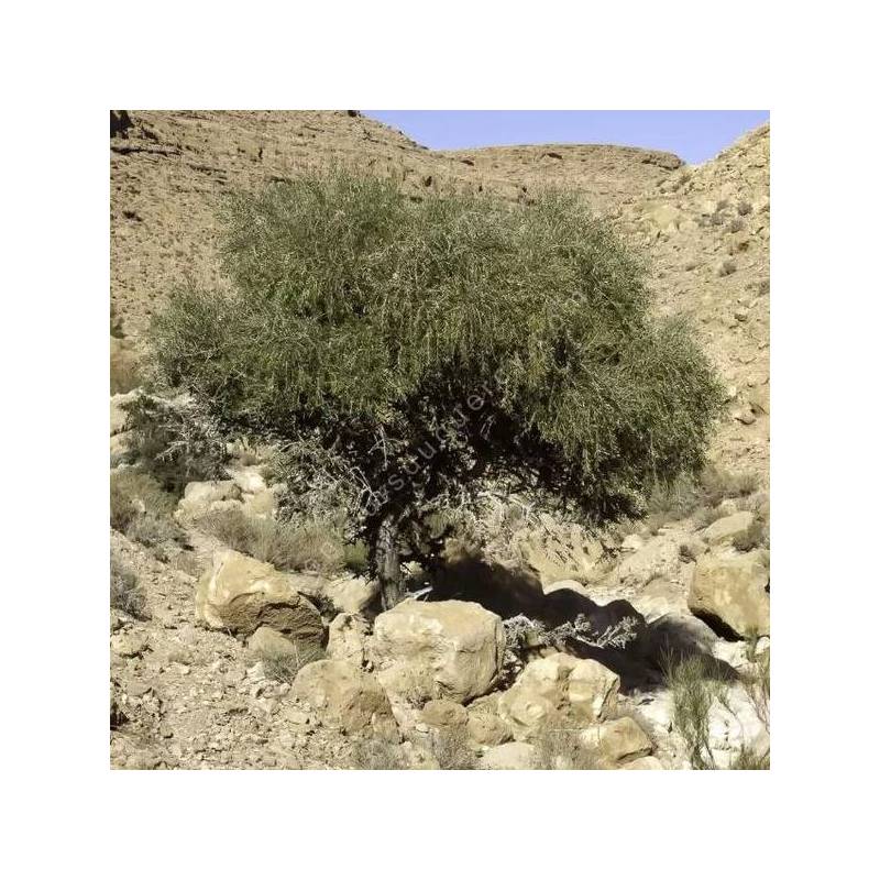 Olea europaea var. sylvestris - Oléastre