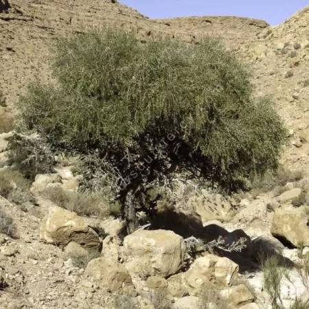 Olea europaea var. sylvestris - Oléastre