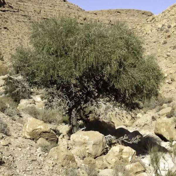 Olea europaea var. sylvestris - Oléastre Olea europaea var. sylvestris - Oléastre