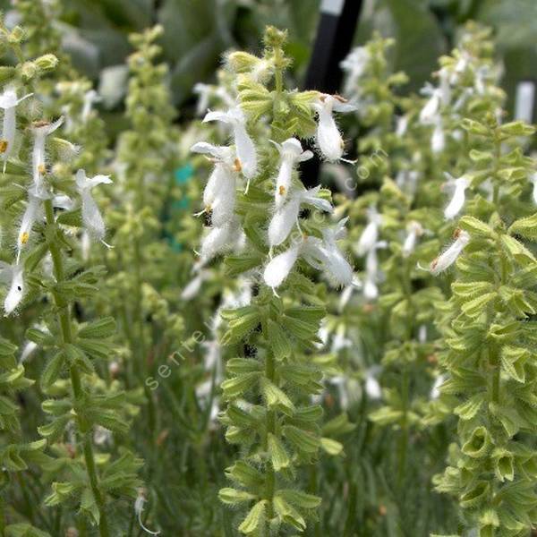 Salvia jurisicii 'Alba' - Sauge à plumes