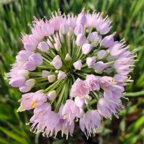 Allium lusitanicum 'Summer Beauty'