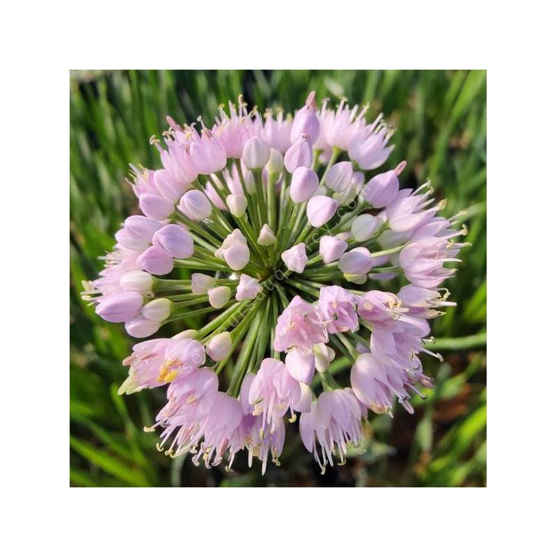 Allium lusitanicum 'Summer Beauty'