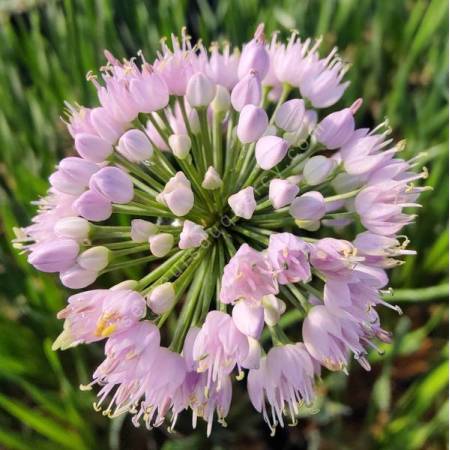 Allium lusitanicum 'Summer Beauty'