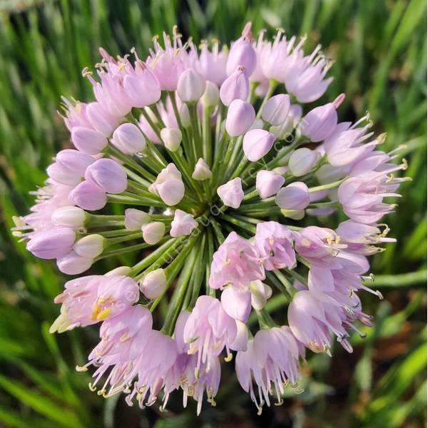 Allium lusitanicum 'Summer Beauty' Allium lusitanicum 'Summer Beauty'