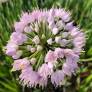 Allium lusitanicum 'Summer Beauty'