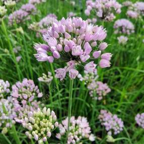 Allium angulosum - Ail à tiges anguleuses