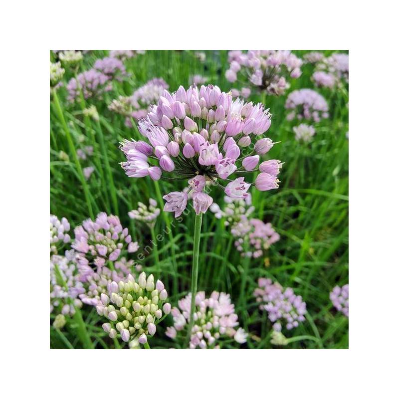 Allium angulosum - Ail à tiges anguleuses