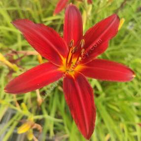 Hemerocallis 'Crimson Pirate' - Hémérocalle rouge