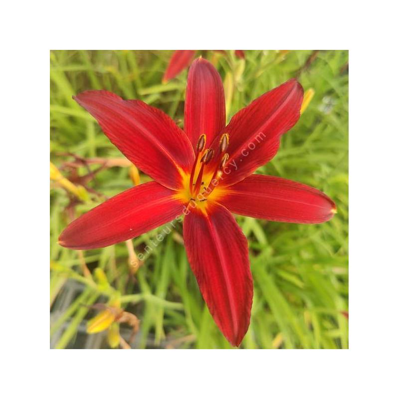 Hemerocallis 'Crimson Pirate' - Hémérocalle rouge