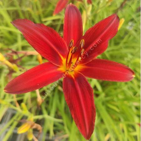 Hemerocallis 'Crimson Pirate' - Hémérocalle rouge