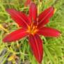 Hemerocallis 'Crimson Pirate' - Hémérocalle rouge