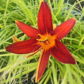 Hemerocallis 'Sammy Russell' - Hémérocalle rouge