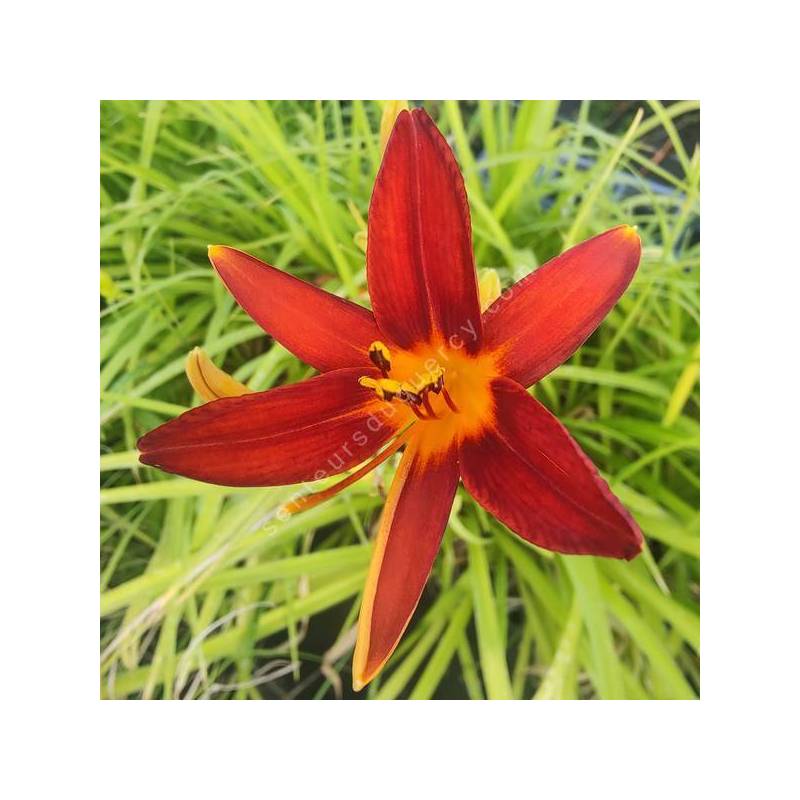 Hemerocallis 'Sammy Russell' - Hémérocalle rouge