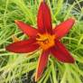 Hemerocallis 'Sammy Russell' - Hémérocalle rouge