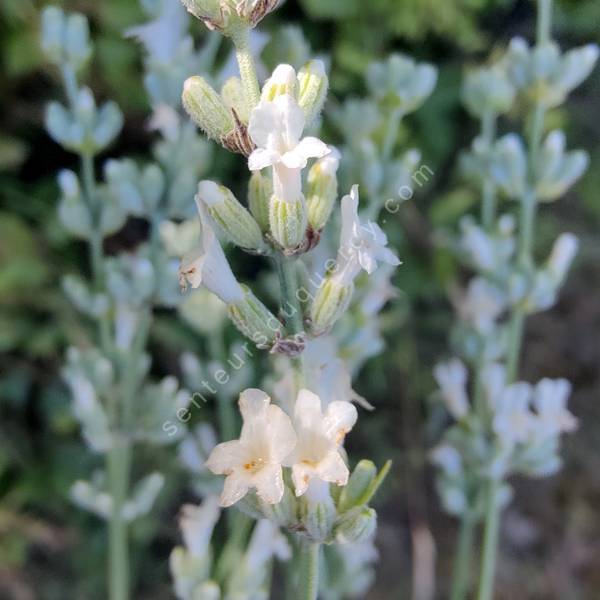 Lavandula x intermedia 'Exceptional' - Lavandin blanc