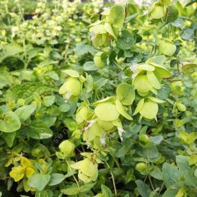Origanum acutidens
