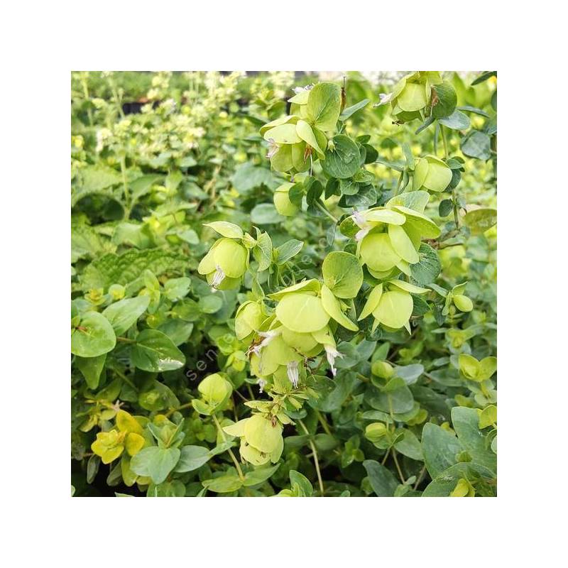Origanum acutidens