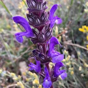 Salvia hypargeia