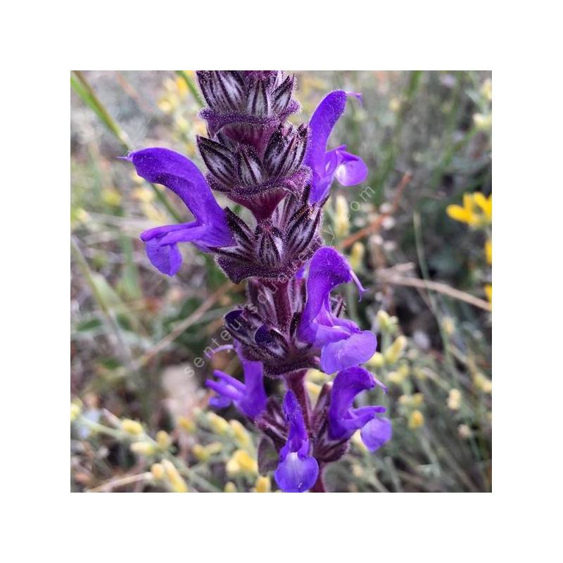 Salvia hypargeia