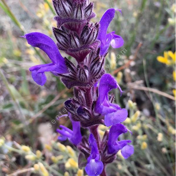 Salvia hypargeia
