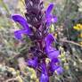 Salvia hypargeia