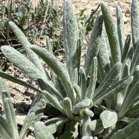 Salvia hypargeia
