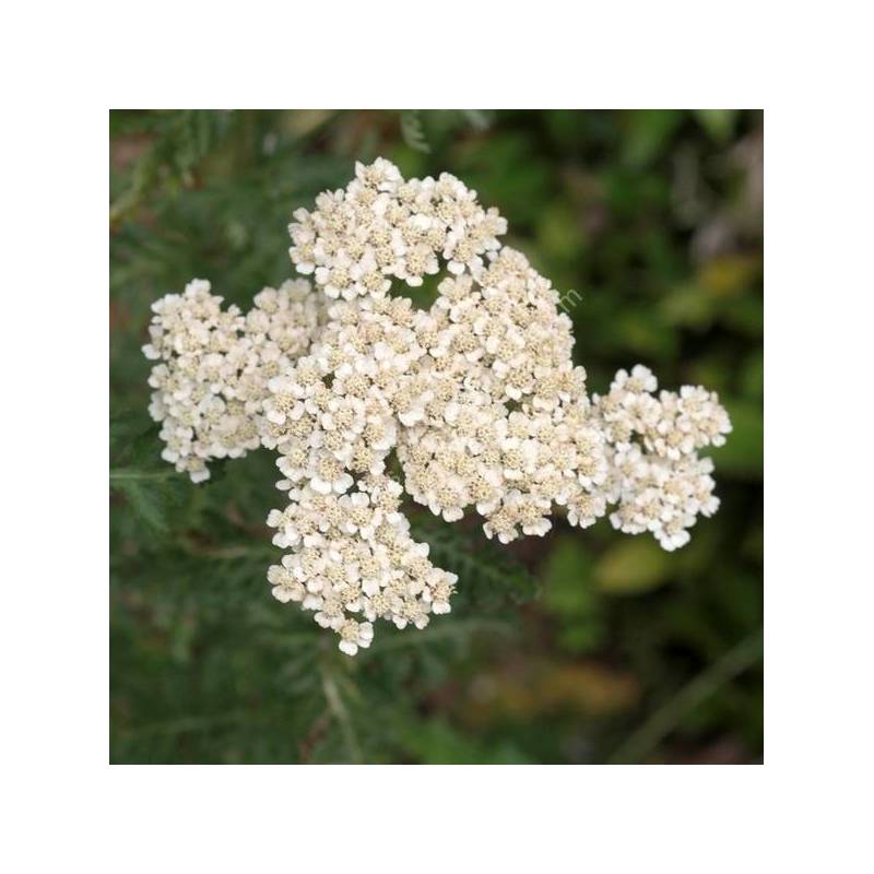 Achillea odorata - Achillée odorante