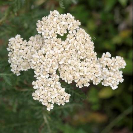 Achillea odorata - Achillée odorante
