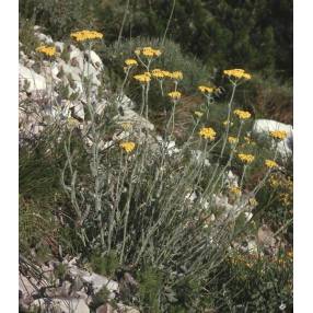 Achillea holosericea - Achillée entièrement de soie