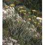 Achillea holosericea - Achillée entièrement de soie