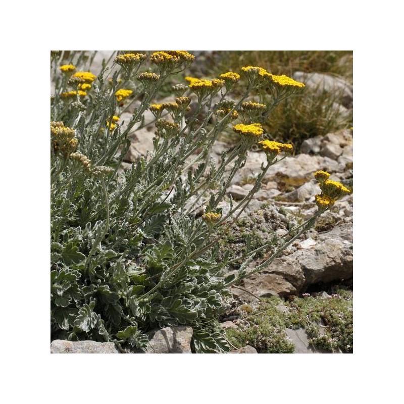 Achillea holosericea - Achillée entièrement de soie
