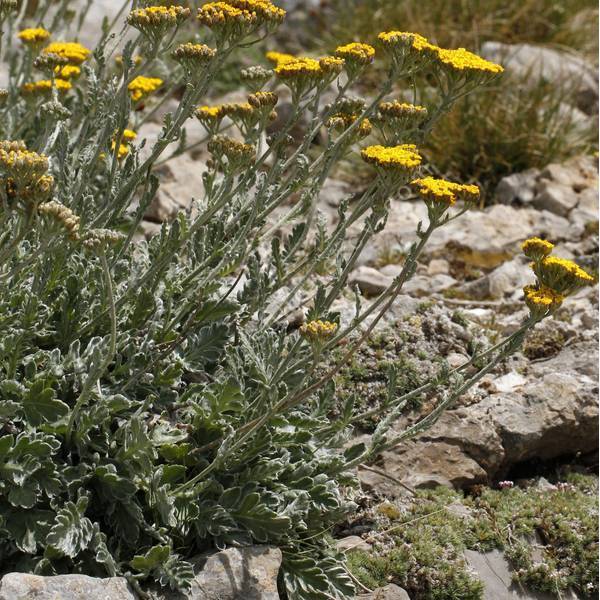 Achillea holosericea - Achillée entièrement de soie