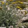 Achillea holosericea - Achillée entièrement de soie