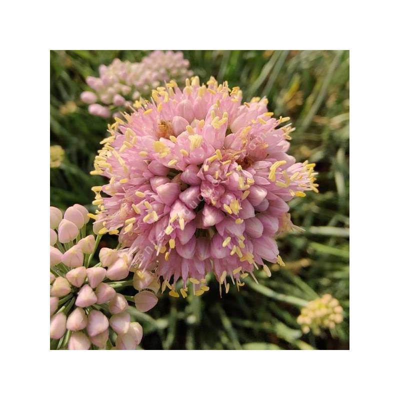 Allium lusitanicum 'Lisa Blue'