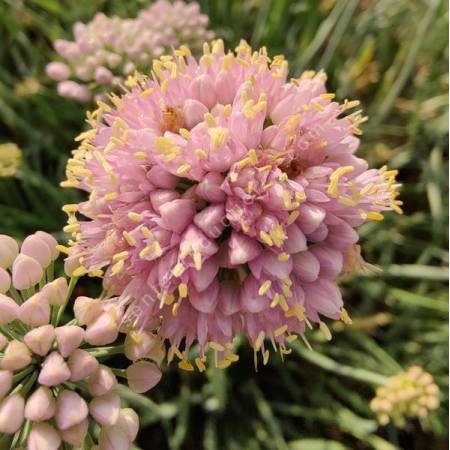 Allium lusitanicum 'Lisa Blue'