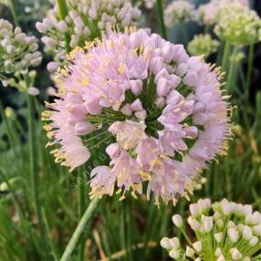 Allium 'In Orbit'
