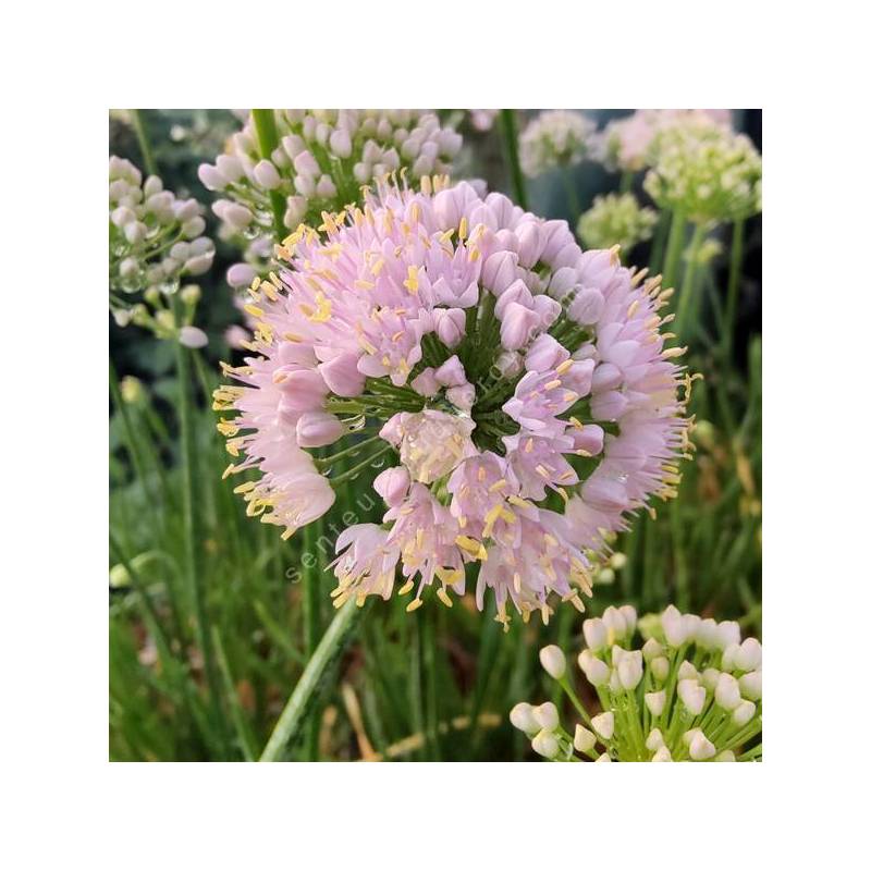 Allium 'In Orbit'