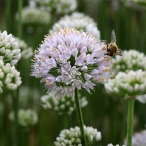 Allium lusitanicum 'Lisa Green'