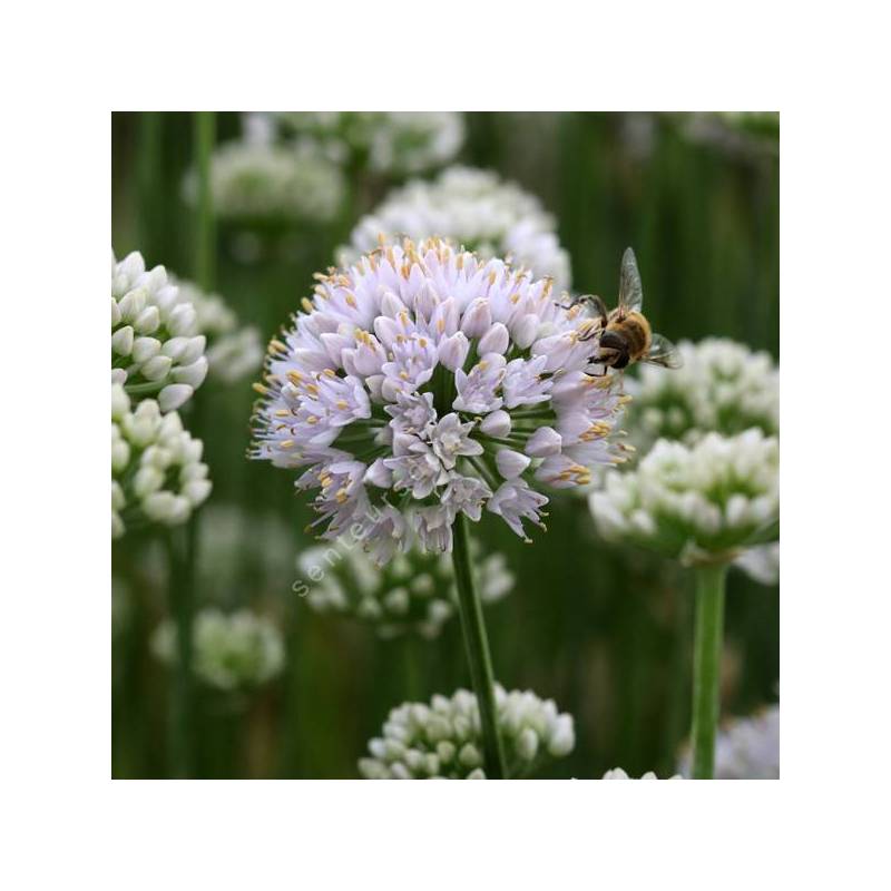Allium lusitanicum 'Lisa Green'