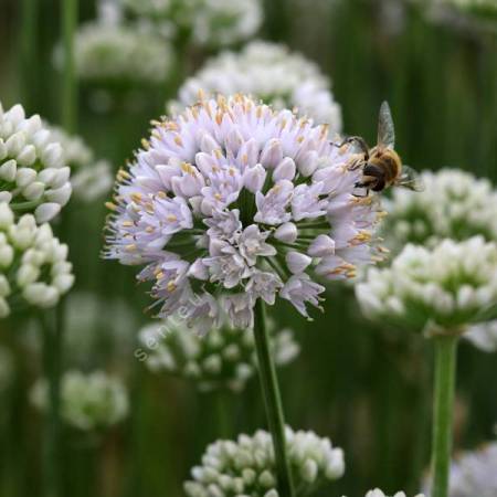 Allium lusitanicum 'Lisa Green'