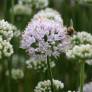 Allium lusitanicum 'Lisa Green'