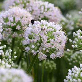 Allium 'In Orbit'