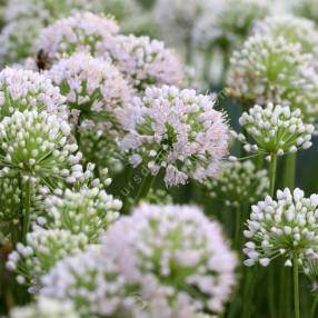 Allium 'In Orbit'