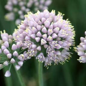 Allium lusitanicum 'Lisa Blue'