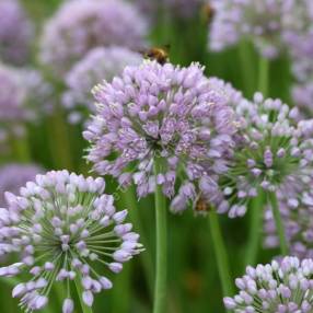 Allium 'Serendipity'